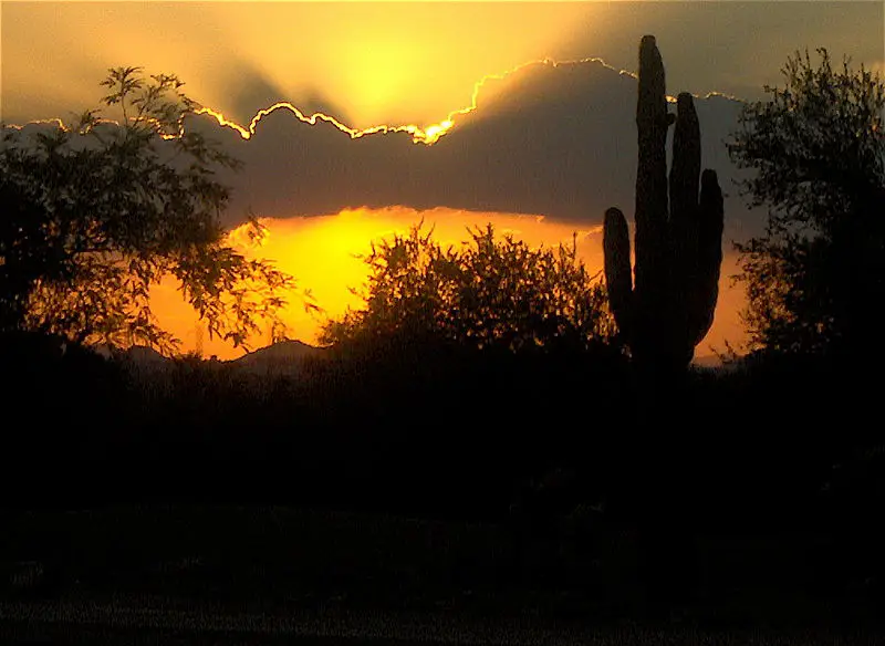 File:Sunset and cactus.JPG