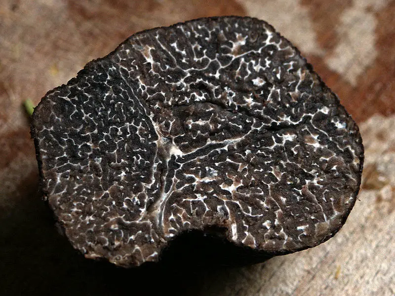 File:Truffe coupée.jpg