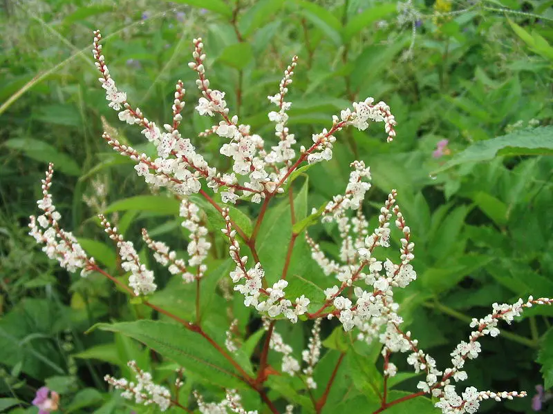 File:ValleyofFlowers whiteFlower.JPG