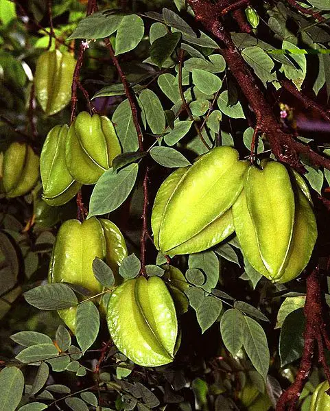 File:Carambolas.jpg