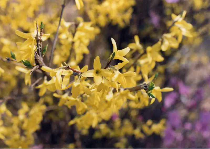 File:Flowers around Seoul 4.jpg