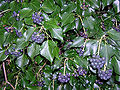 Thumbnail for version as of 19:02, 12 January 2009