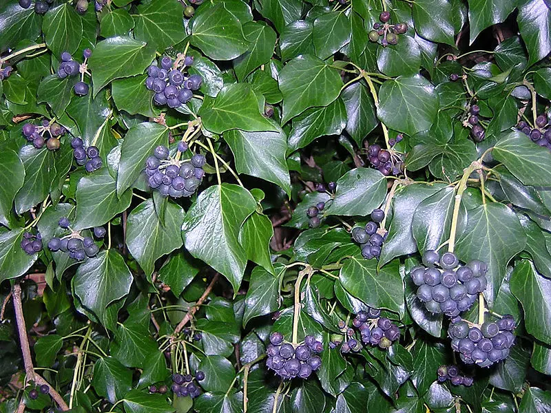File:Hedera hibernica with berries.JPG