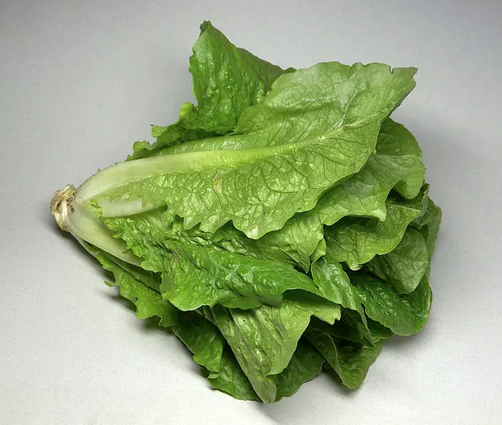 File:Romaine.jpg