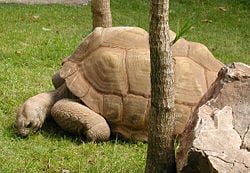 Aldabra Giant Tortoise (Geochelone gigantea) from Aldabra atoll in the Seychelles.