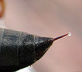 Thumbnail for version as of 18:38, 19 July 2007
