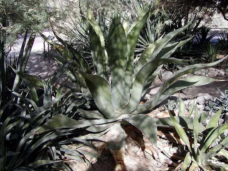 File:Agave inaequidens ssp barrancensis.jpg