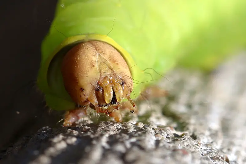 File:Caterpillar face.jpg