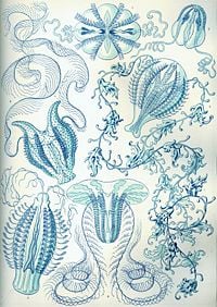 "Ctenophorae" from Ernst Haeckel's Artforms of Nature, 1904