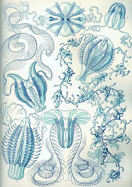 File:Haeckel Ctenophorae.jpg