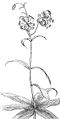 Thumbnail for version as of 02:47, 10 December 2007