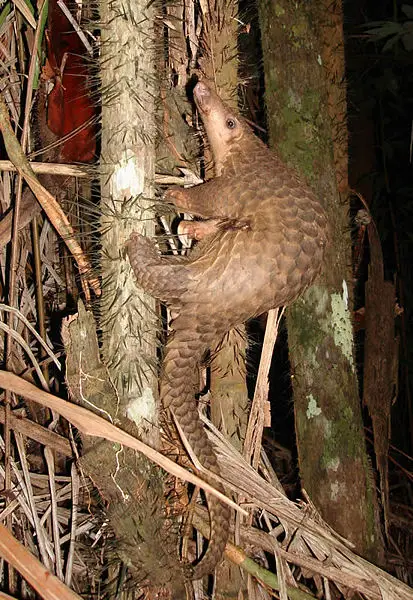 File:Pangolin borneo.jpg