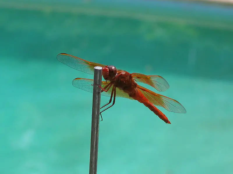 File:RubyMeadowhawkDragonfly.jpg
