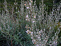Thumbnail for version as of 15:44, 20 August 2007