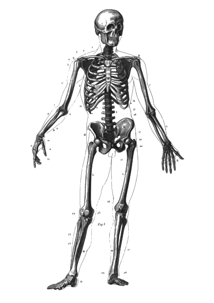 File:Skeleton diagram.svg