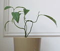 Thumbnail for version as of 23:11, 23 October 2007