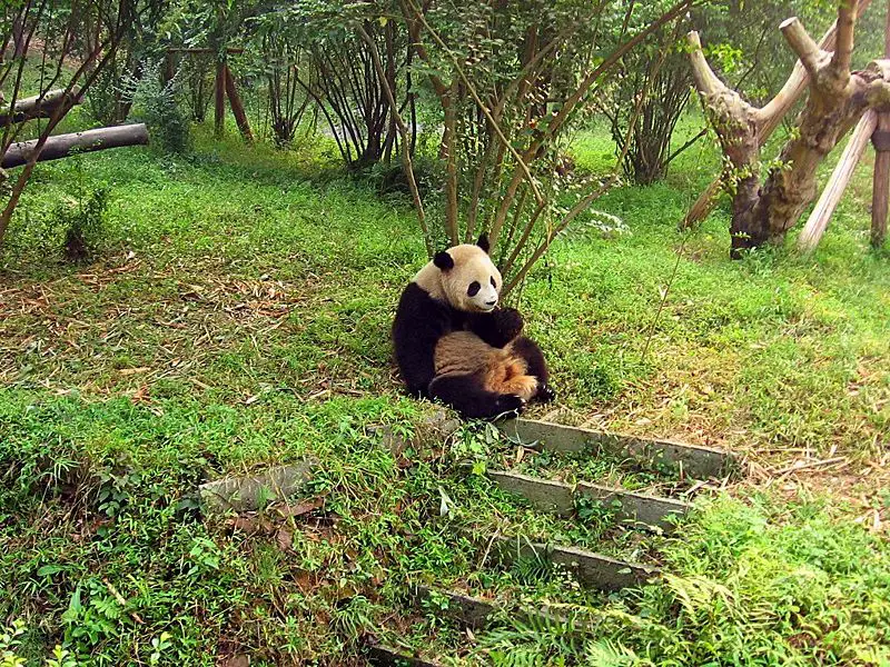 File:Chengdu-pandas-d06.jpg