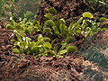 Thumbnail for version as of 05:14, 8 June 2007
