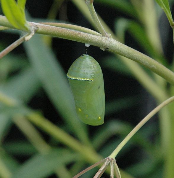File:Monarch Butterfly Chrysalis.JPG