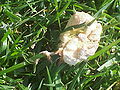 Thumbnail for version as of 20:55, 15 July 2006