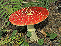 Thumbnail for version as of 19:50, 10 July 2008