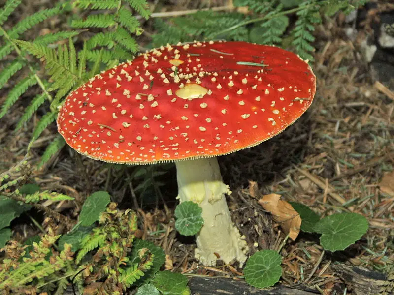 File:Amanita muscaria 01.jpg