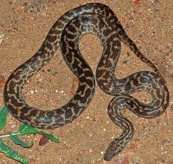 Spotted Python Antaresia maculosa