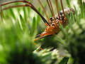 Thumbnail for version as of 22:50, 7 December 2008