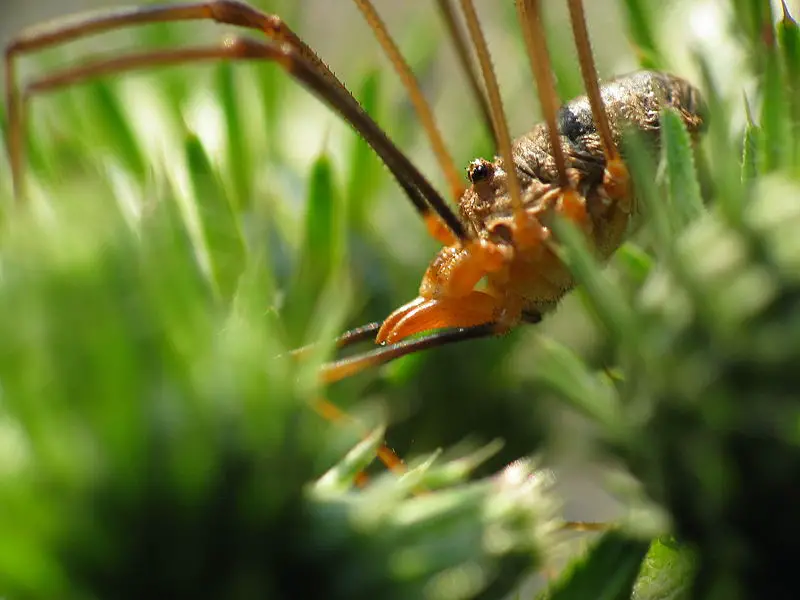 File:Harvestman macro.jpg