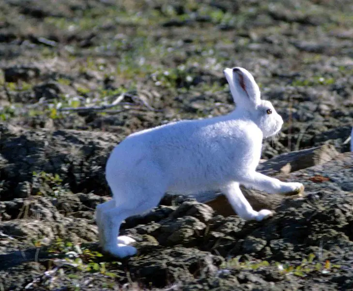 File:Lepus arcticus 1997-08-04.jpg