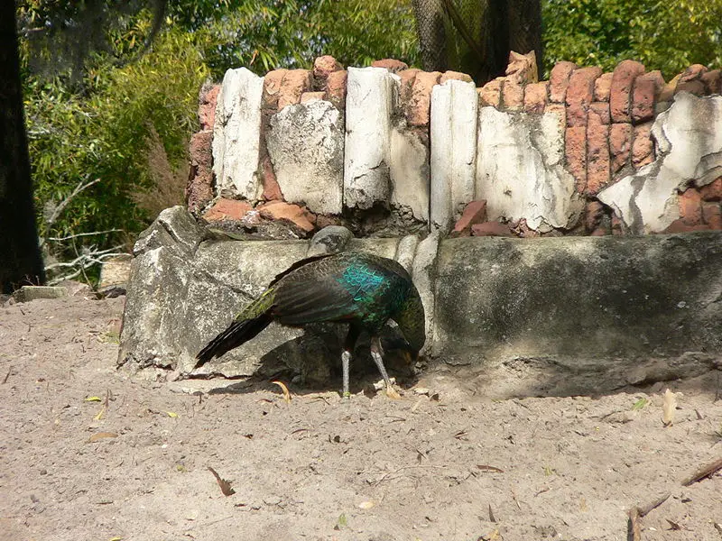 File:Pavo muticus2.jpg