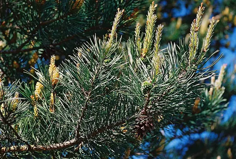 File:Pine-branch.jpg