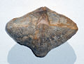 Thumbnail for version as of 03:41, 6 January 2007