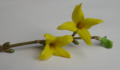 Thumbnail for version as of 15:22, 10 May 2008