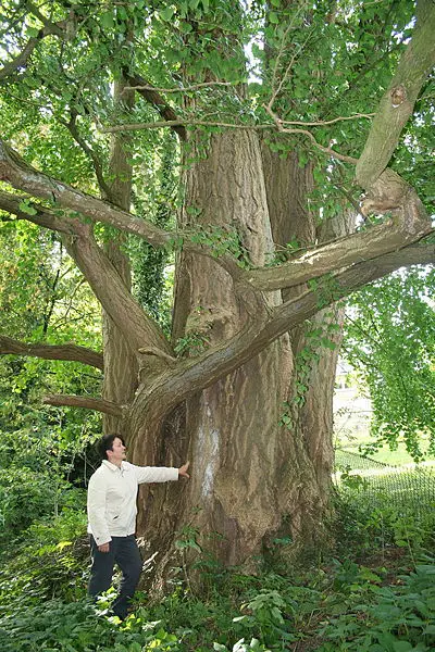 File:Ginkgo biloba JPG1a.jpg