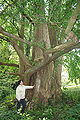 Thumbnail for version as of 21:09, 29 October 2007
