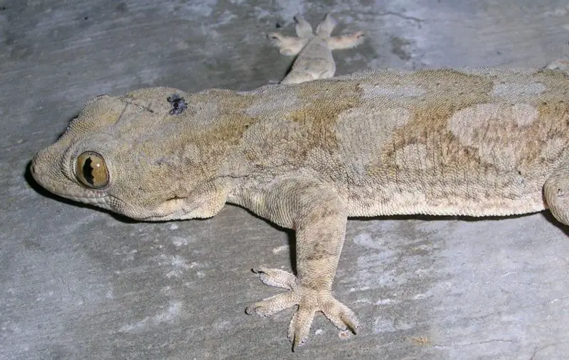 File:Hemidactylus Dindigul.jpg