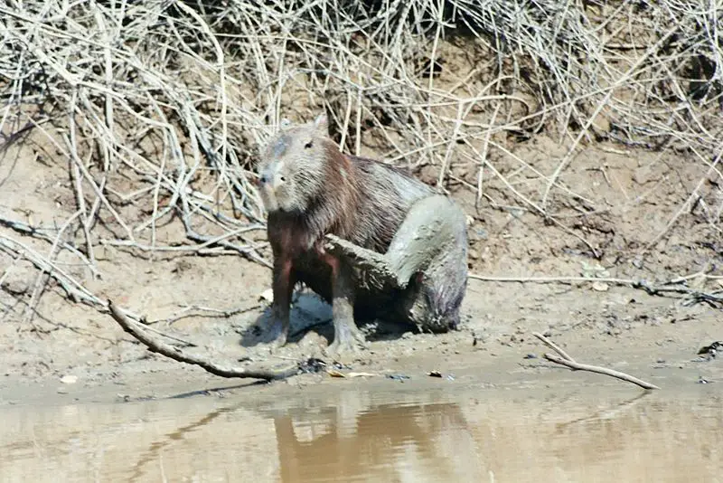 File:Kapybara1.jpg