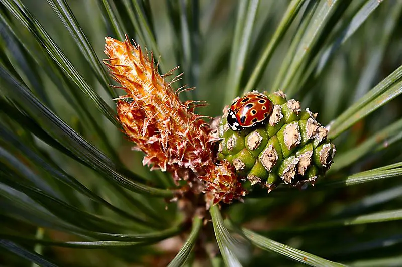 File:Ladybird on pine cone.jpg