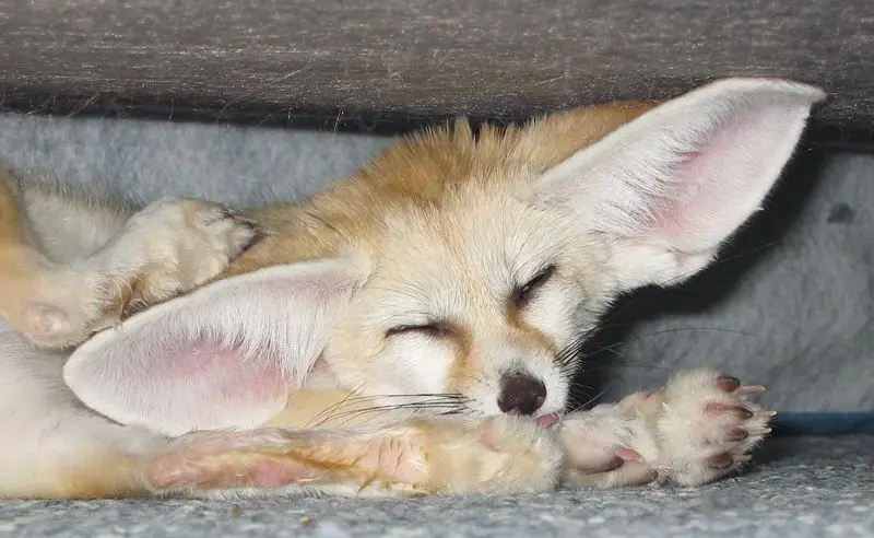 File:VulpesZerdaScratching cropped.jpg