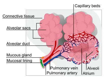 File:Alveolus diagram.svg