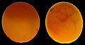 Thumbnail for version as of 19:13, 6 November 2008