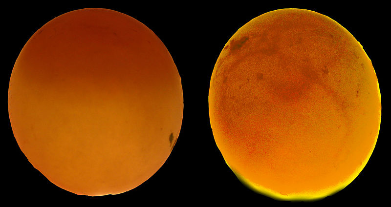 File:Amazoneggs.jpg