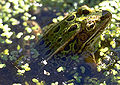 Thumbnail for version as of 20:00, 21 October 2007