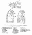 Thumbnail for version as of 21:30, 13 December 2007