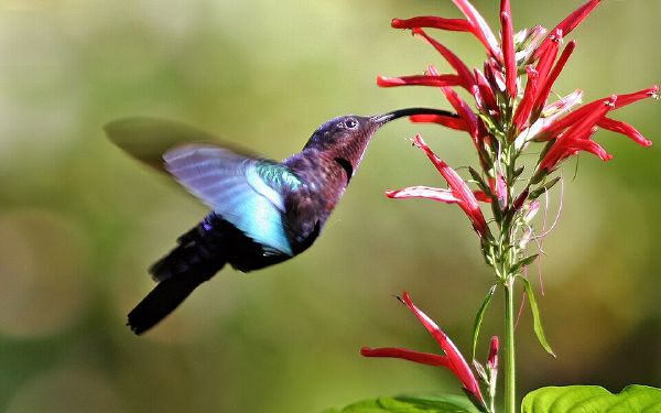 Coevolution - New World Encyclopedia