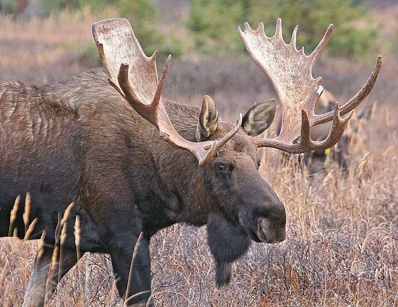 File:Bigbullmoose.jpg