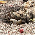 Florida Keys Crab.jpg
