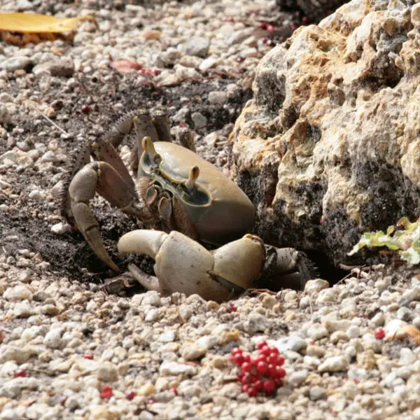 File:Florida Keys Crab.jpg