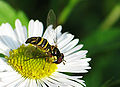Thumbnail for version as of 17:48, 5 May 2007
